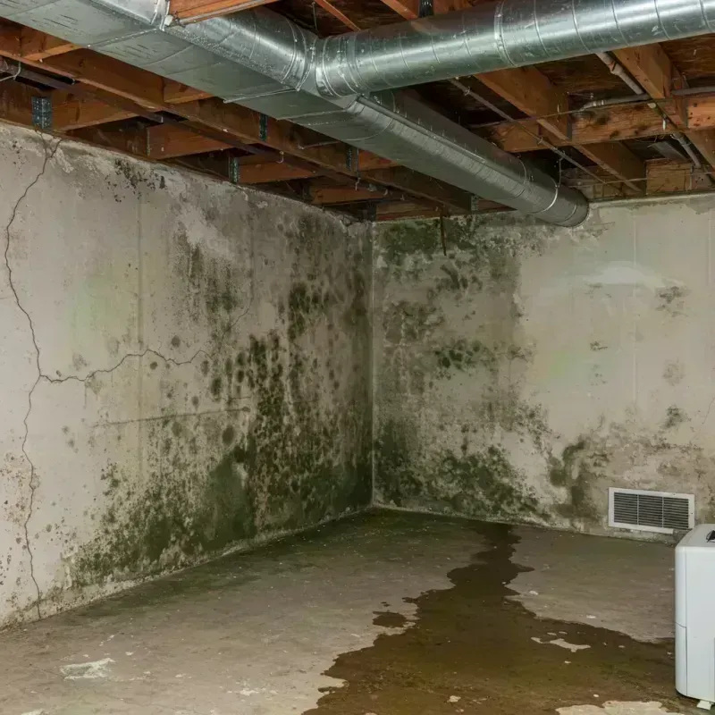 Professional Mold Removal in Morrisonville, IL